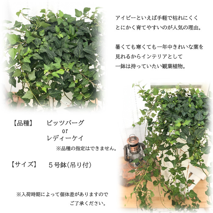 アイビー グリーン 5号鉢 吊り 送料無料 観葉植物 苗 インテリア おしゃれ ヘデラ Z フラワーネット日本花キ流通 通販 Yahoo ショッピング