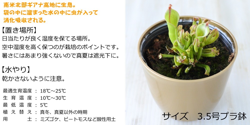 Heliamphora（ヘリアンフォラ）の商品一覧 | Y's Exotics （山田