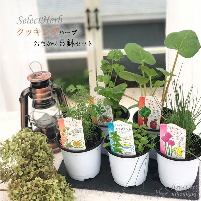 リトルハーブ 小缶 自給自足 ハーブ栽培セット お家時間 Herb インテリアグリーンロハス ハーブ お中元 家庭菜園 Little リトルハーブ 小缶 自給自足 ハーブ栽培セット お家時間 Herb インテリアグリーンロハス ハーブ お中元 家庭菜園 Little