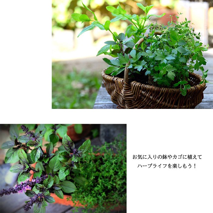 リトルハーブ 小缶 自給自足 ハーブ栽培セット お家時間 Herb インテリアグリーンロハス ハーブ お中元 家庭菜園 Little リトルハーブ 小缶 自給自足 ハーブ栽培セット お家時間 Herb インテリアグリーンロハス ハーブ お中元 家庭菜園 Little