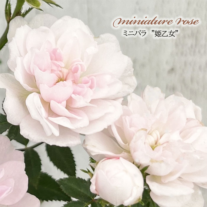 himeotome240524008-1.jpg