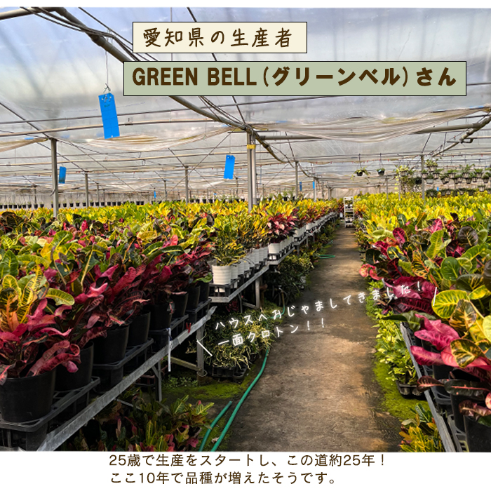 クロトン トビバ グリーンベル 5号鉢 ② - メルカリ