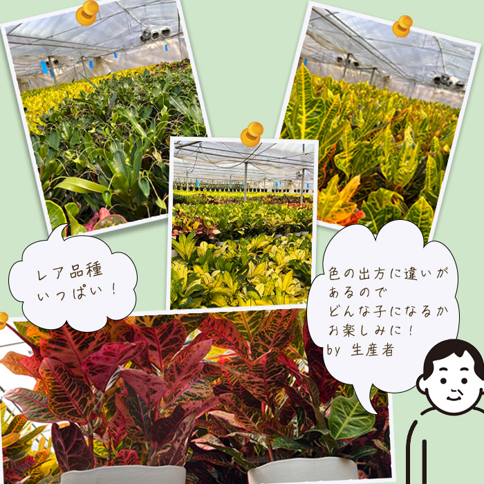 日本花キ流通 観葉植物 クロトン トビバ 6号鉢 送料無料 室内