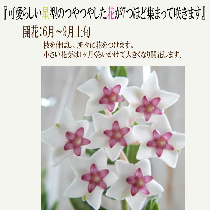 日本花キ流通 観葉植物 ホヤ セブンスター 4号鉢 サクララン