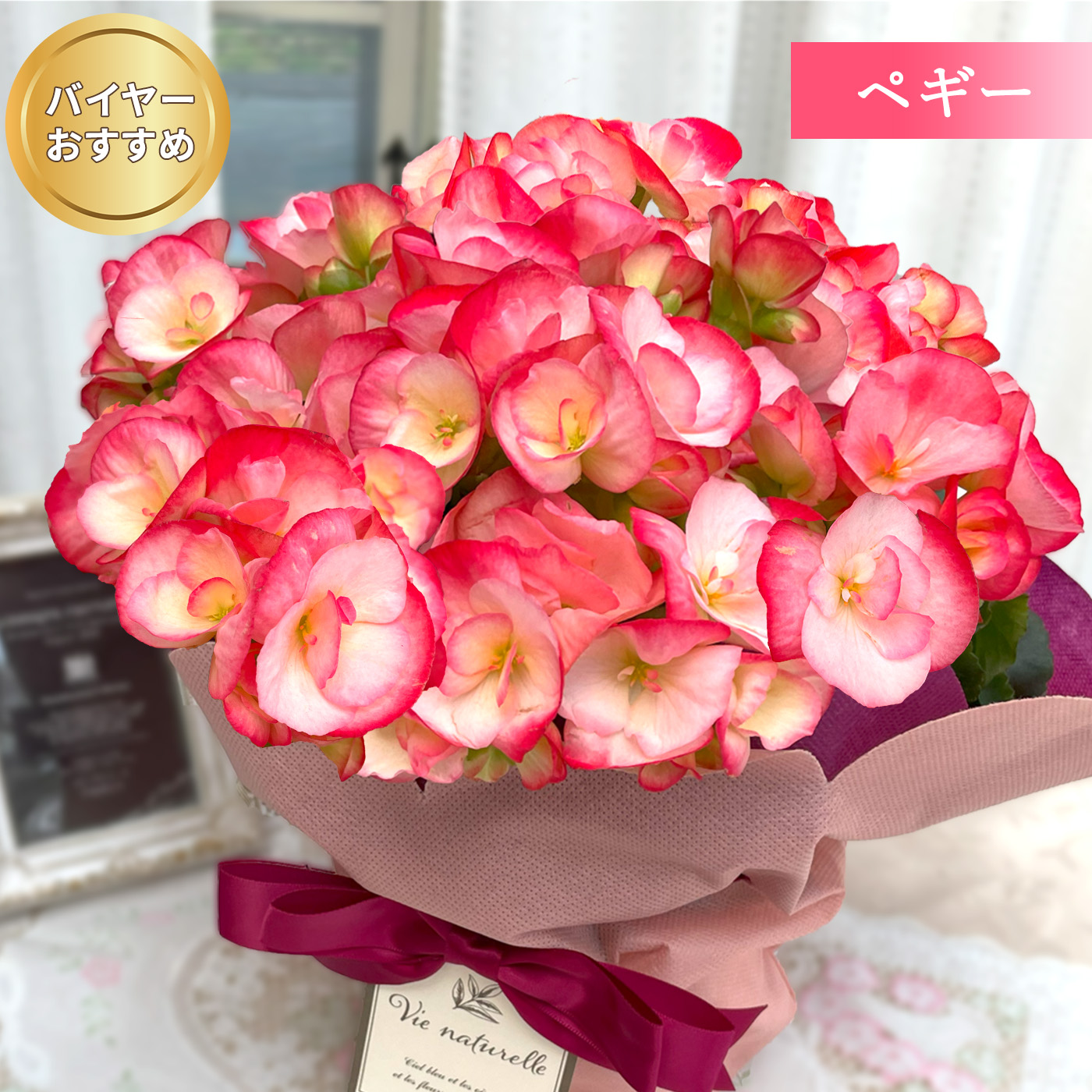 日本花キ流通 選べる リーガースベゴニア 12色 4.5号鉢 送料無料