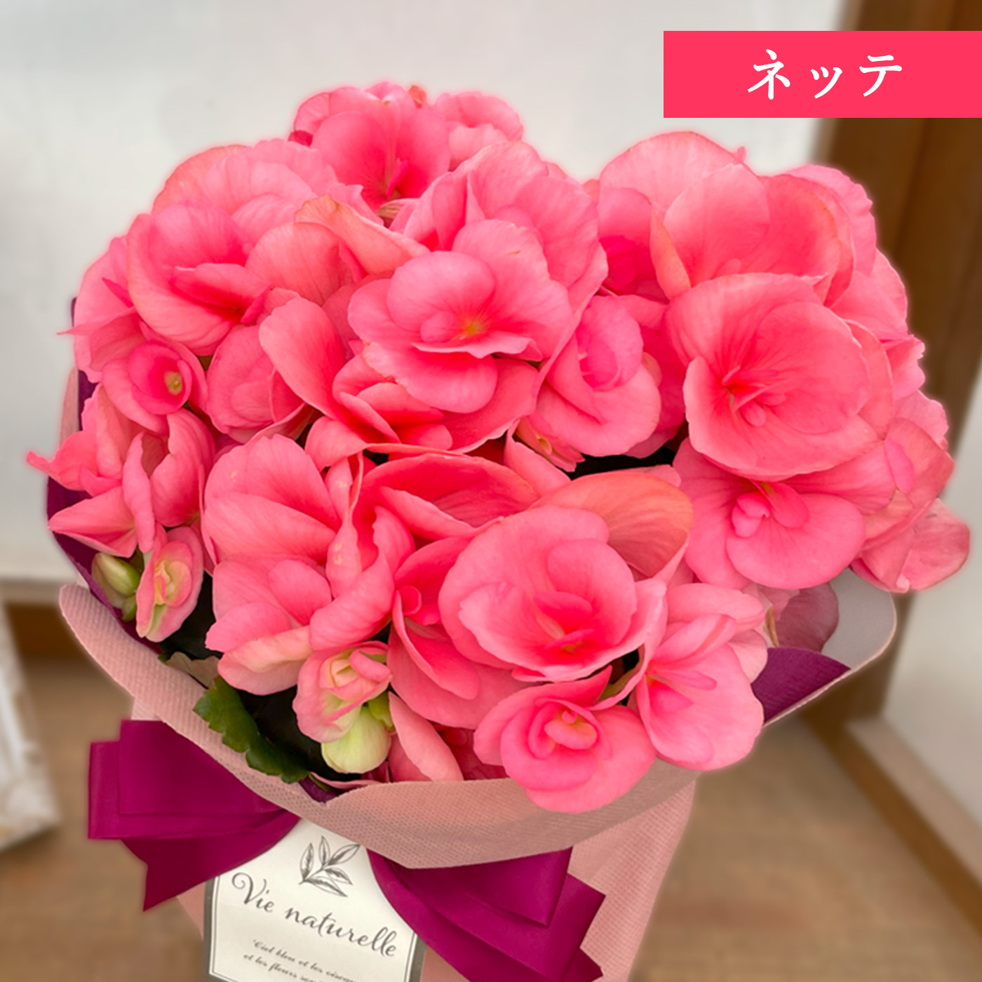 日本花キ流通 ＼ 早割 ／ 母の日 プレゼント 選べる リーガース