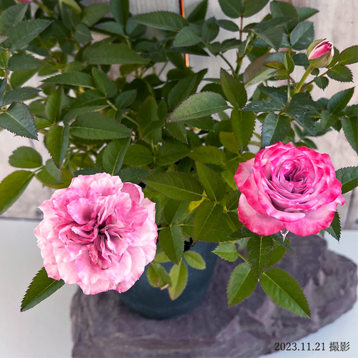 日本花キ流通 予約販売 ミニバラ インプルーブドブルーコルダーナ 3号