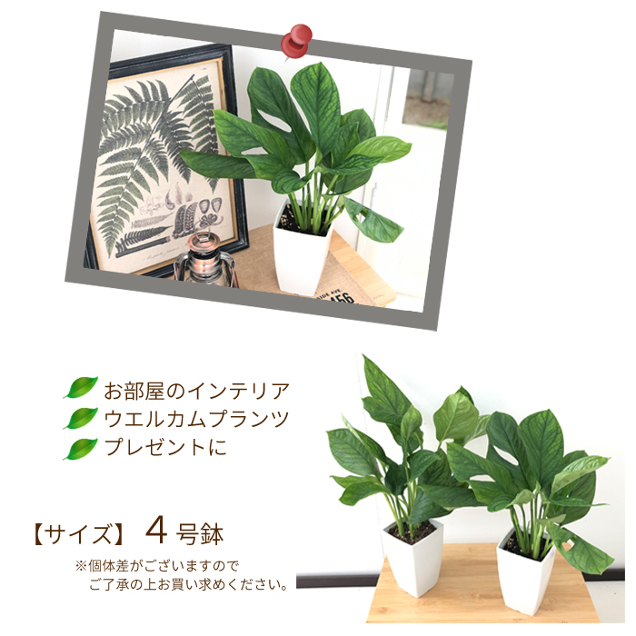 新品種モンステラ【ジェイドウィング】入荷致しました | H a n a