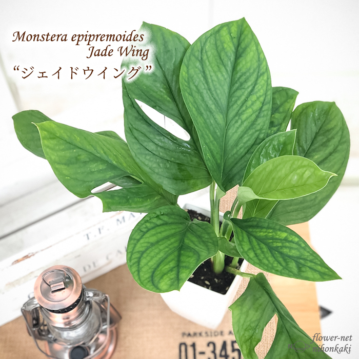 観葉植物 モンステラ ジェイドウイング 4号鉢 観葉植物 小型 小さい 室内 贈り物 プレゼント インテリア おしゃれ : z210309103 :  フラワーネット日本花キ流通 - 通販 - Yahoo!ショッピング