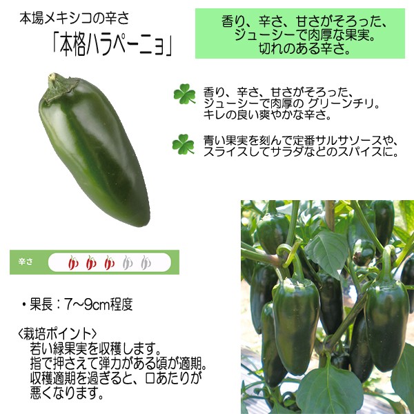 トウガラシ苗 本格ハラペーニョ 12cmポット 本気野菜 お金を節約 トウガラシ ハラペーニョ 野菜 野菜苗 5月中旬以降発送予定 苗 予約販売