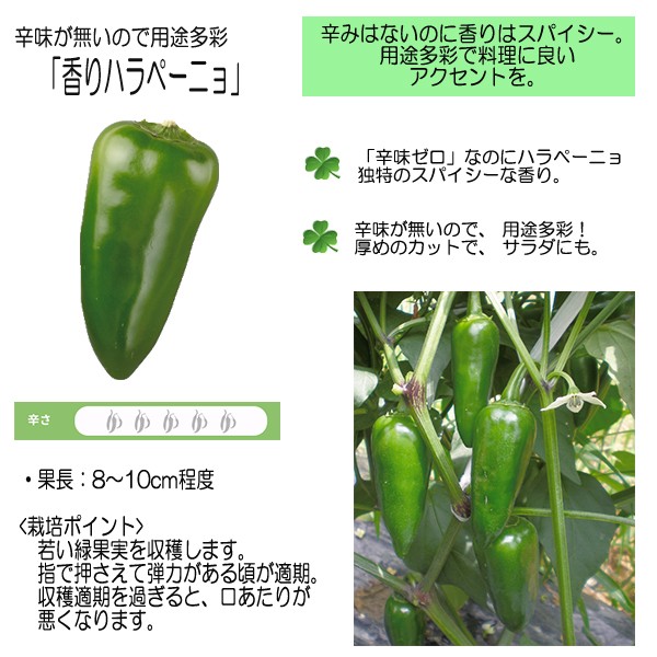 トウガラシ苗 香りハラペーニョ 12cmポット 本気野菜 トウガラシ ハラペーニョ 苗 野菜苗 野菜 予約販売 5月中旬以降発送予定 Z フラワーネット日本花キ流通 通販 Yahoo ショッピング