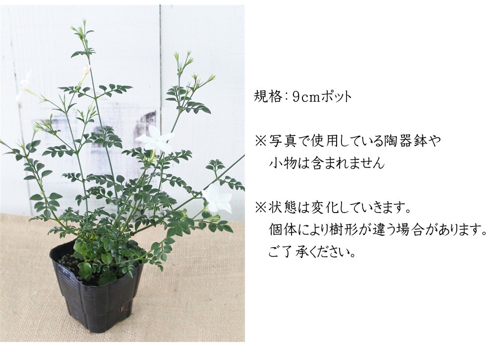 ジャスミン ホワイトプリンセス 苗 ハーブ Herb フラワーネット日本花キ流通 通販 Yahoo ショッピング