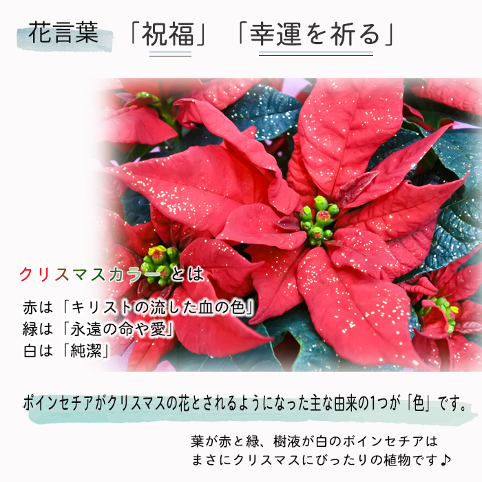 予約販売 ポインセチア ジェスター ラメ付き 4号鉢 送料無料 ギフト プレゼント 701 001 フラワーネット日本花キ流通 通販 Yahoo ショッピング