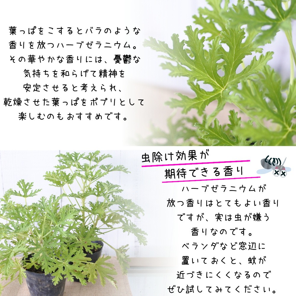 ハーブゼラニウム ハーブゼラニューム センテッドローズ 蚊除け 蚊よけ 蚊の忌避効果 10 5cmポット Herb フラワーネット日本花キ流通 通販 Yahoo ショッピング