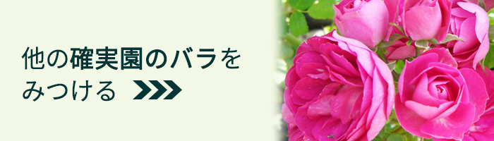 バラ苗 バラ大苗 確実園 フェアリーボタン 四季咲き 薔薇 ばら バラ苗 バラ大苗 確実園 フェアリーボタン 四季咲き 薔薇 ばら