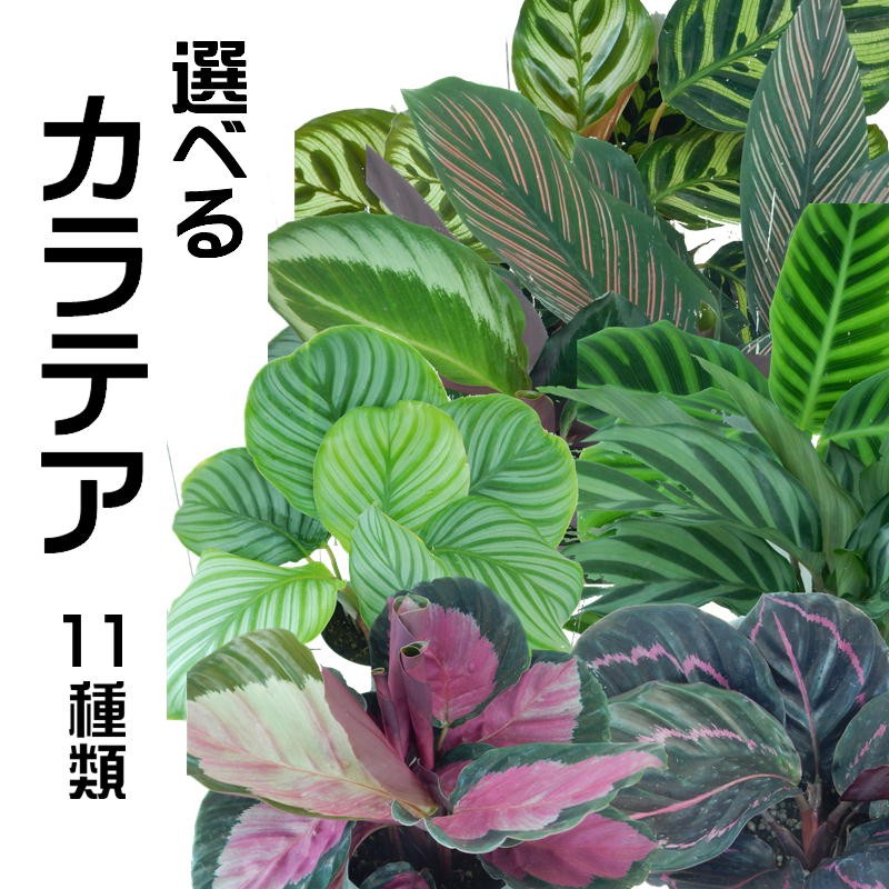 選べる カラテア 観葉植物 4号鉢 101 001 フラワーネット日本花キ流通 通販 Yahoo ショッピング
