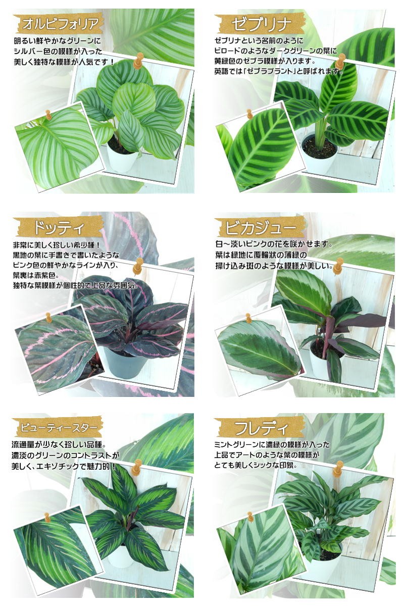 選べる カラテア 観葉植物 大人気 4号鉢