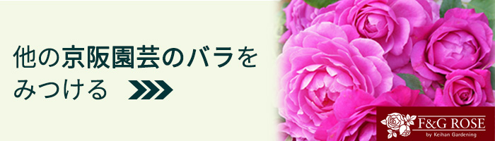 予約販売 バラ苗 バラ大苗 京阪園芸 スノートワ 四季咲き 薔薇 ばら