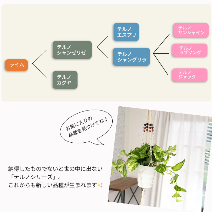 観葉植物 ポトス テルノ No.018 ラブソング 5号鉢 送料無料 観葉植物 室内 贈り物 プレゼント インテリア おしゃれ 品種登録出願中 :  z220701001 : フラワーネット日本花キ流通 - 通販 - Yahoo!ショッピング