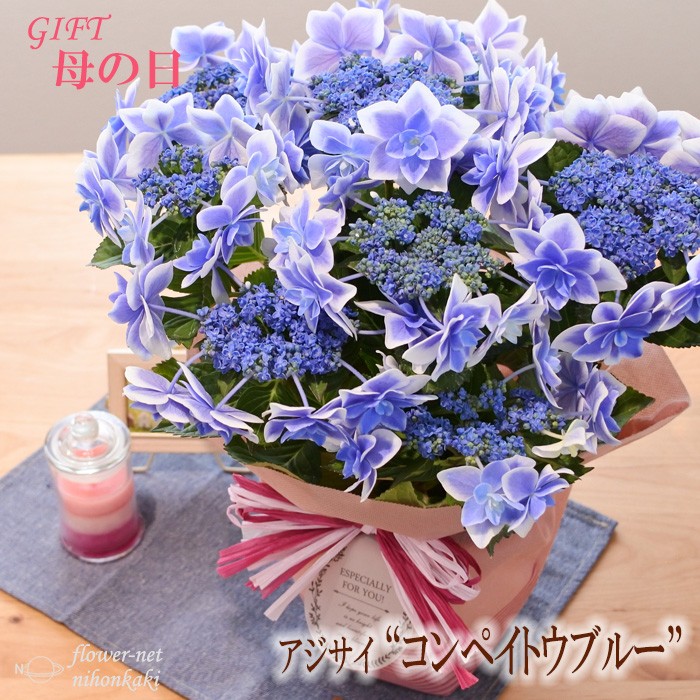 遅れてごめんね 母の日 ギフト ガクアジサイ コンペイトウ ブルー 贈り物 プレゼント あじさい 紫陽花 花 5号鉢 送料無料 フラワーネット日本花キ流通 通販 Yahoo ショッピング
