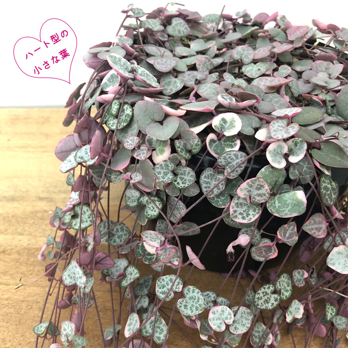 ハートカズラ 6.7.8 ハートカズラ | イオンスタイルオンライン 衣料品