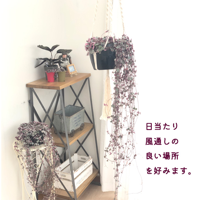 日本花キ流通 観葉植物 ハートカズラ レディハート 6号 吊り鉢 吊り