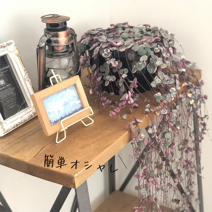 日本花キ流通 観葉植物 ハートカズラ レディハート 6号 吊り鉢 吊り