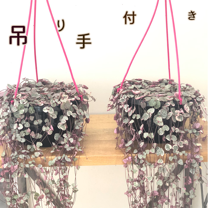日本花キ流通 観葉植物 ハートカズラ レディハート 6号 吊り鉢 吊り