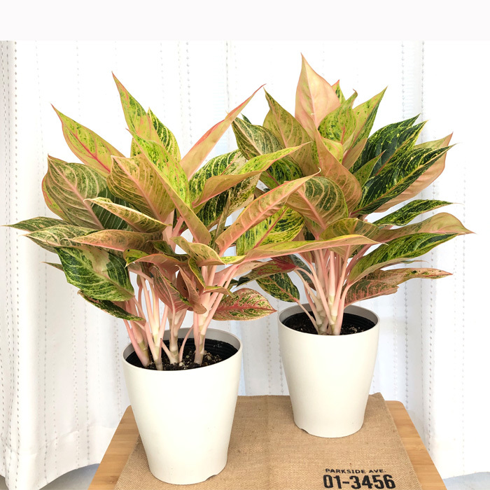 日本花キ流通 観葉植物 アグラオネマ レガシー 6号鉢 送料無料 観葉