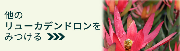 日本花キ流通 リューカデンドロン サマーサン 5号鉢 Summer Sun