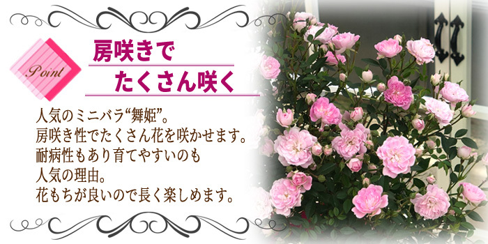 遅れてごめんね 母の日 ギフト つるバラ 舞姫 リング 5号鉢 送料無料 贈り物 プレゼント 薔薇 バラ 花 鉢植え Z フラワーネット日本花キ流通 通販 Yahoo ショッピング