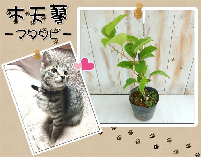 日本花キ流通 マタタビ 苗 13.5cmポット またたび 木天蓼 苗木 果樹苗