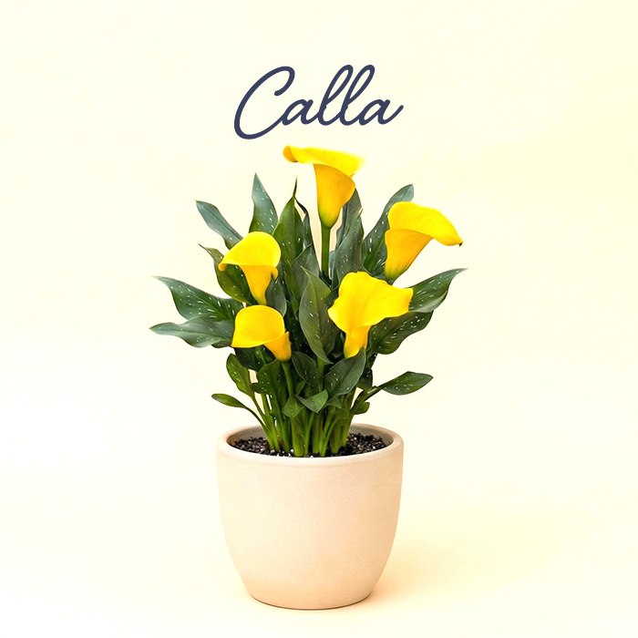 カラー