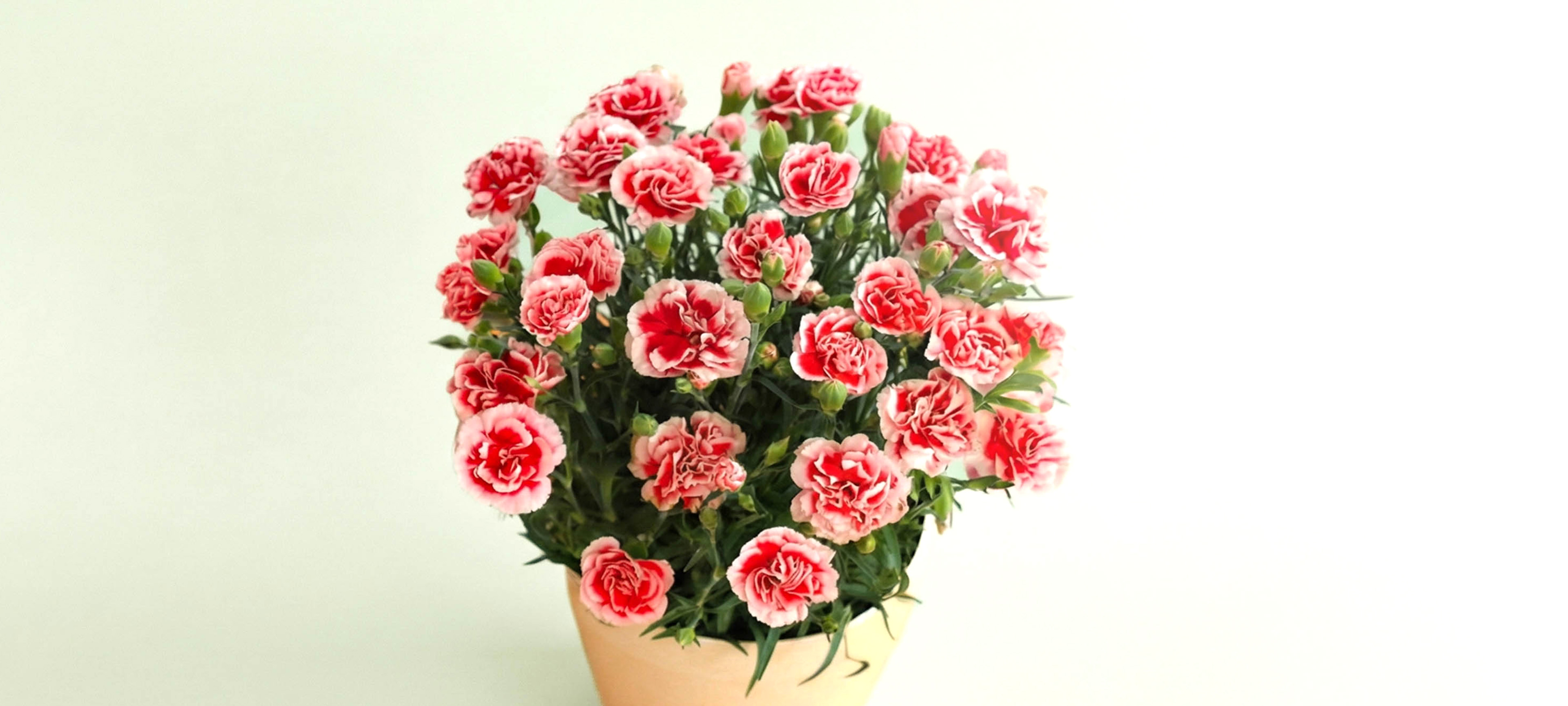 花画像