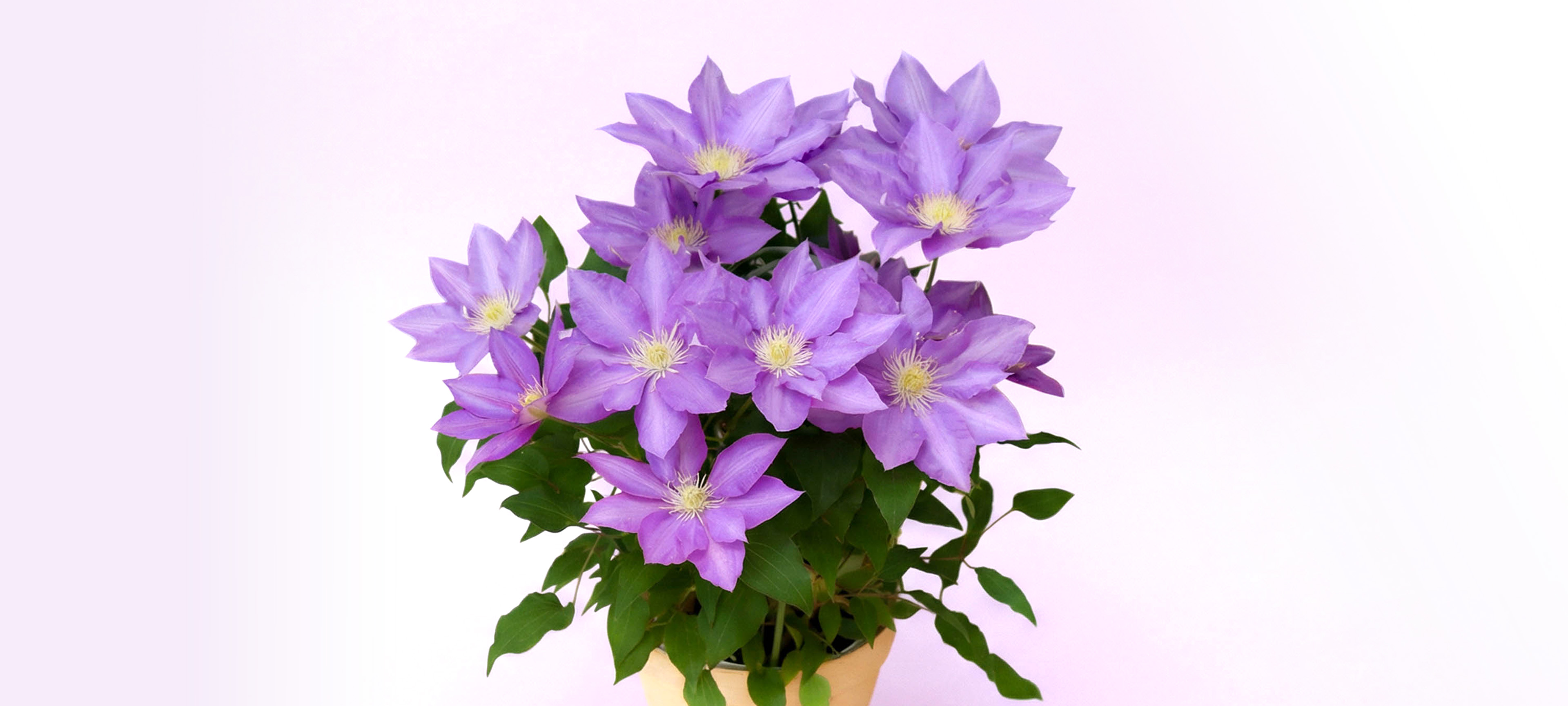 花画像