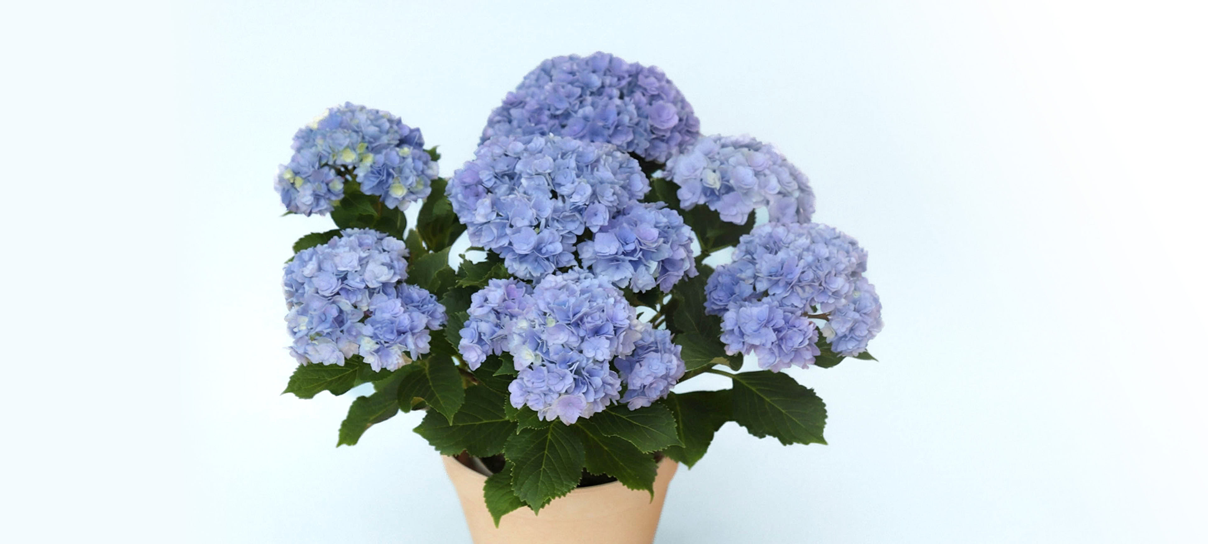 花画像