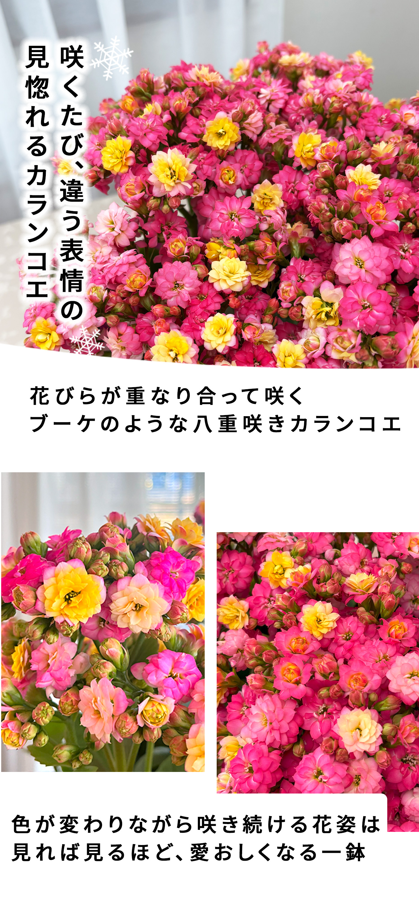 日本花キ流通 予約販売 カランコエ メイリーブーケ 5号鉢 送料無料