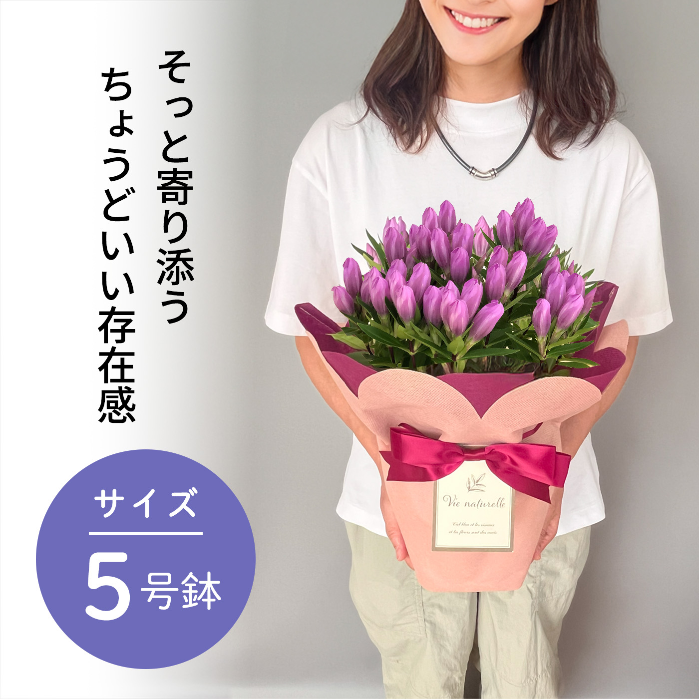 日本花キ流通 敬老の日 プレゼント リンドウ メルヘンアシロ 5号鉢