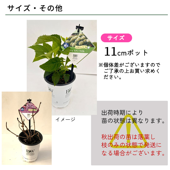 日本花キ流通 予約販売 アジサイ アナベル ミディ ライム 11cmポット