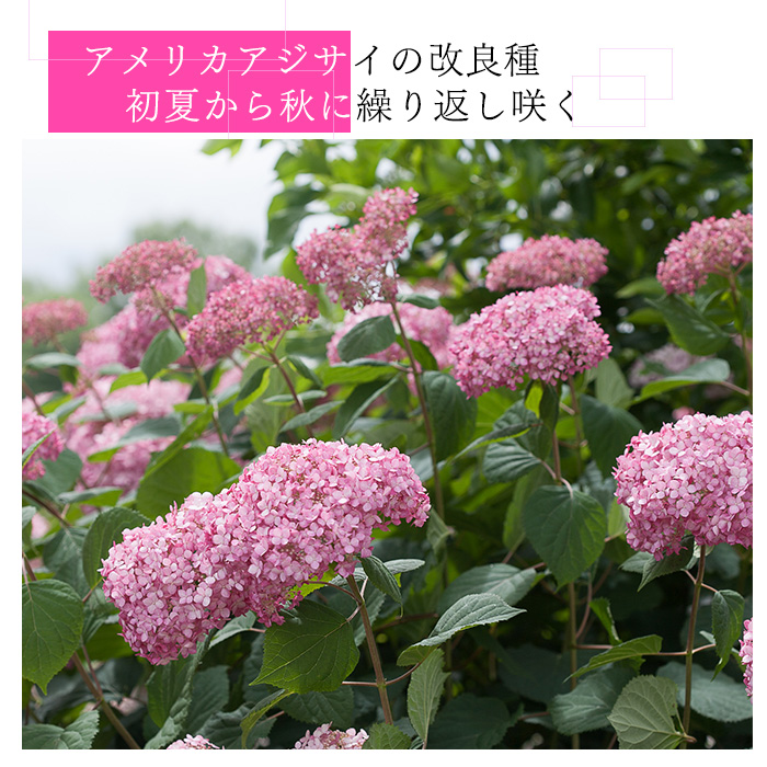 日本花キ流通 【まもなく締め切り】 予約販売 アジサイ アナベル