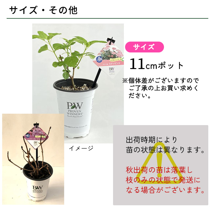 輸入アジサイ 苗 日本花キ流通 予約販売 アジサイ アナベル ミディ ピンク 11cmポット