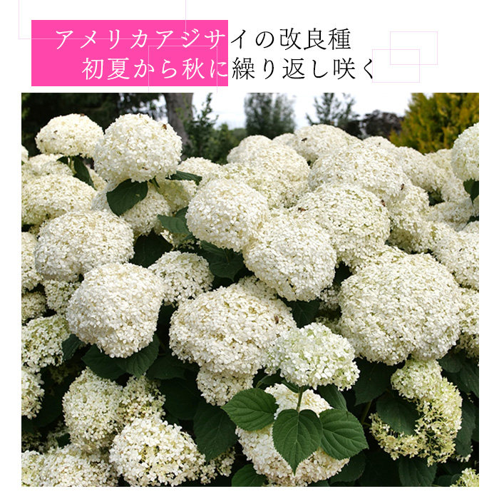 日本花キ流通 予約販売 アジサイ アナベル ミディ スタンディア 11cm