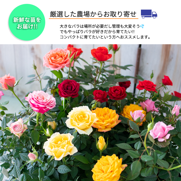 予約販売 ミニバラ グリーンアイス 3号ポット バラ 薔薇 バラ苗 苗 mnu 