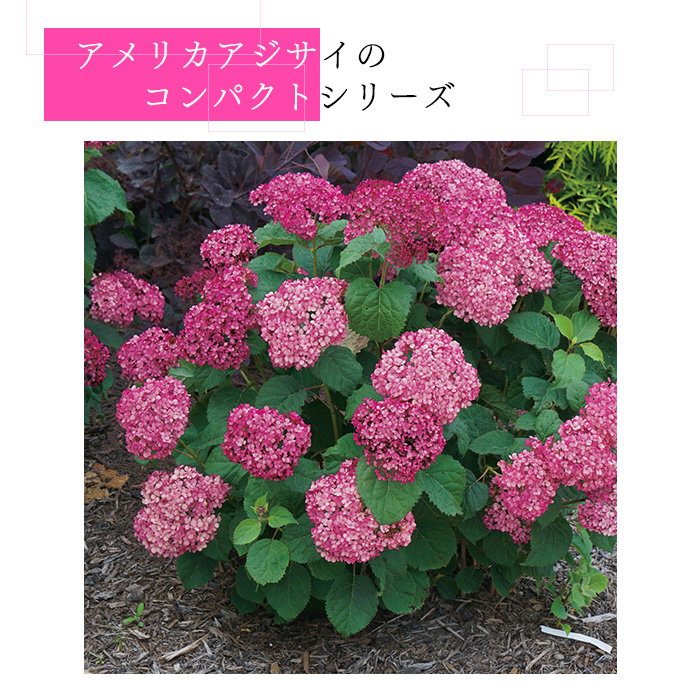 日本花キ流通 予約販売 アジサイ アナベル ミニ モーベット 11cmポット