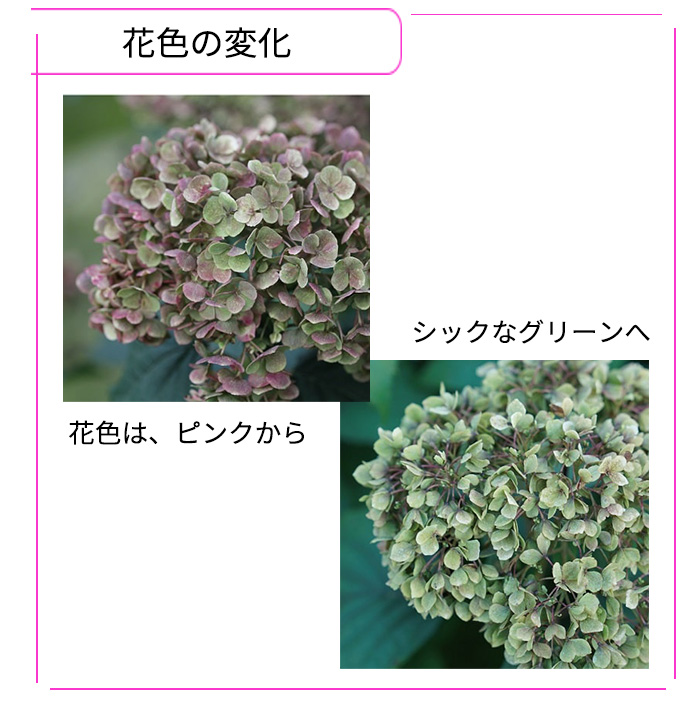 日本花キ流通 予約販売 アジサイ アナベル ミニ モーベット 11cmポット