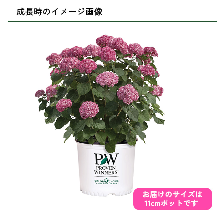 日本花キ流通 予約販売 アジサイ アナベル ミニ モーベット 11cmポット