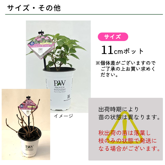 日本花キ流通 予約販売 アジサイ アナベル ミニ モーベット 11cmポット