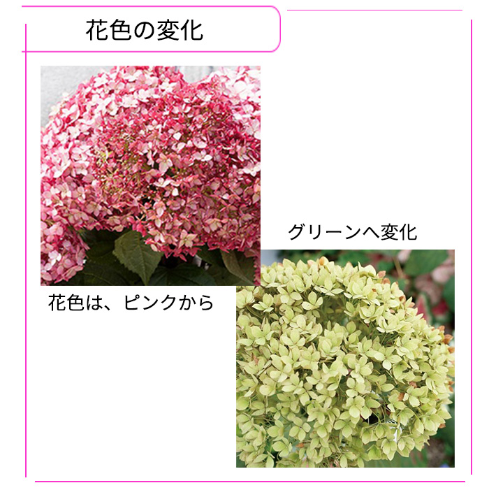 日本花キ流通 【まもなく締め切り】 予約販売 アジサイ アナベル ミニ