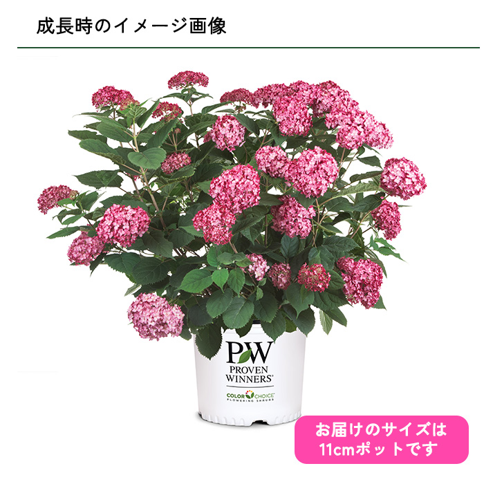日本花キ流通 予約販売 アジサイ アナベル ミニ ルビー 11cmポット