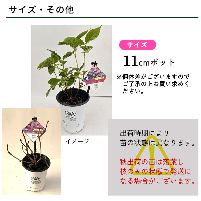 日本花キ流通 予約販売 アジサイ アナベル ミニ ルビー 11cmポット